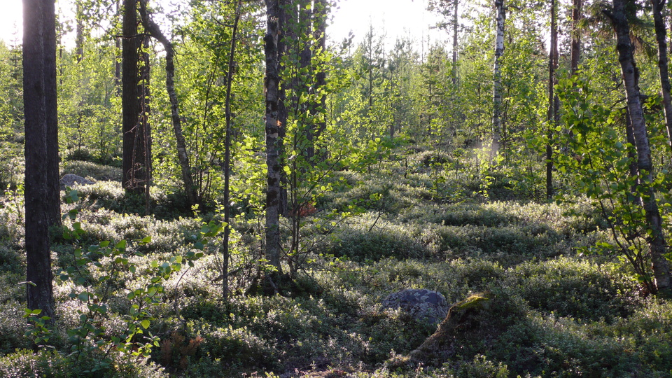 Lappland-00843.JPG