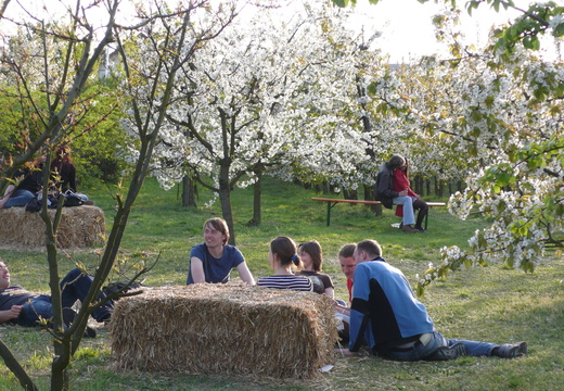 2008-04 Baumbluetenfest Werder