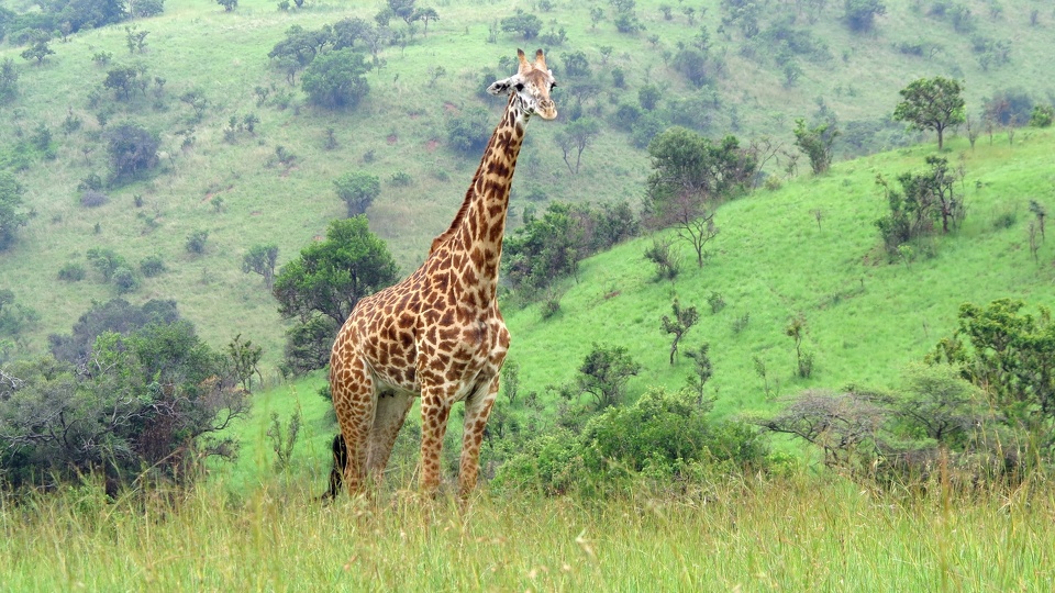 Ruanda-29.jpg